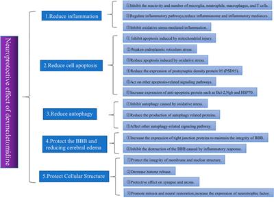 The neuroprotective effect of dexmedetomidine and its mechanism